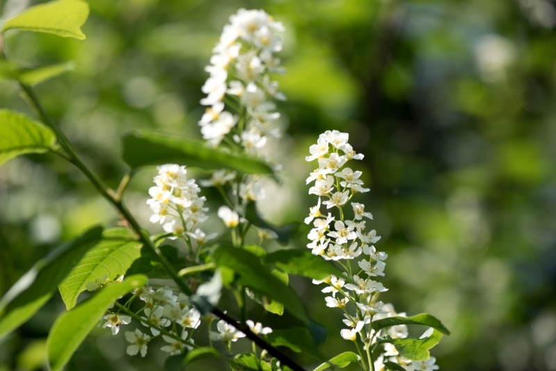 DSC 1243 ElyzeeseVeldenNijmegen0042 22apr2018 gew01a05