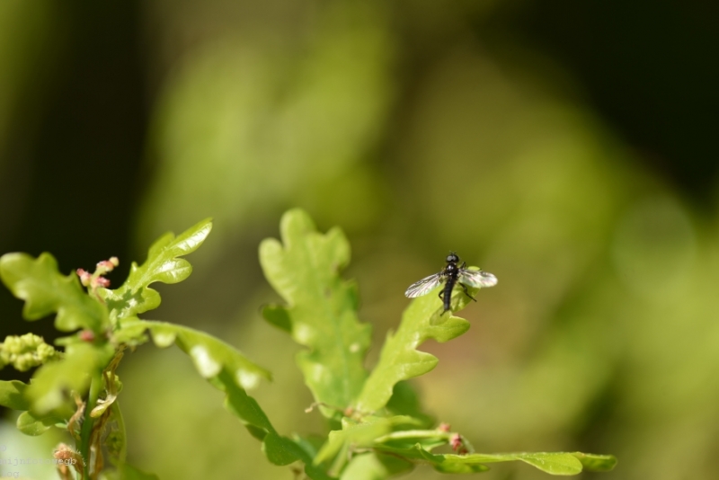 DSC 1244 ElyzeeseVelden Nijmegen 007