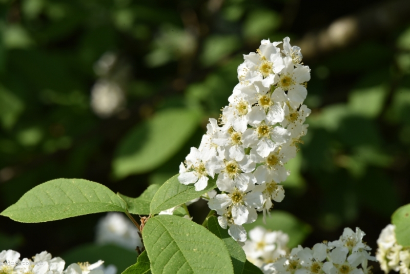DSC 1246 ElyzeeseVelden Nijmegen 008