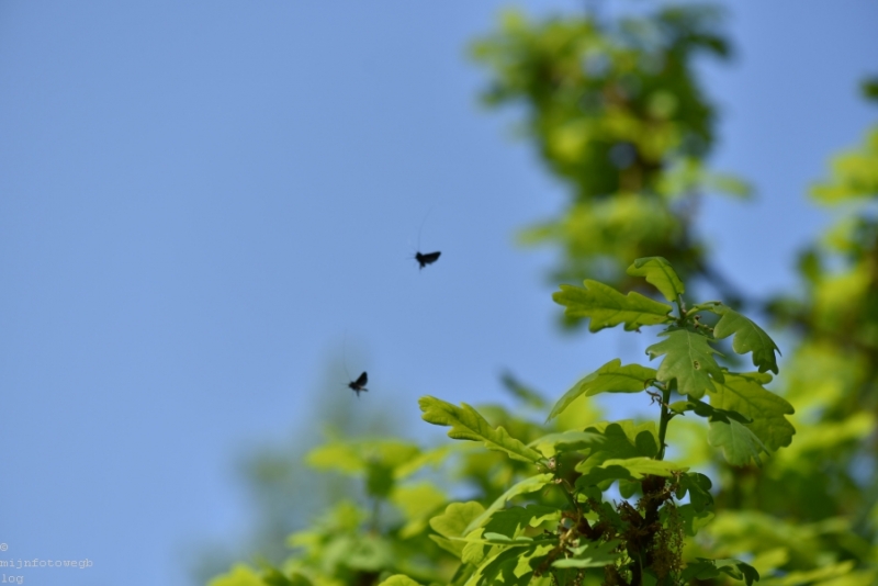 DSC 1250 ElyzeeseVelden Nijmegen 009