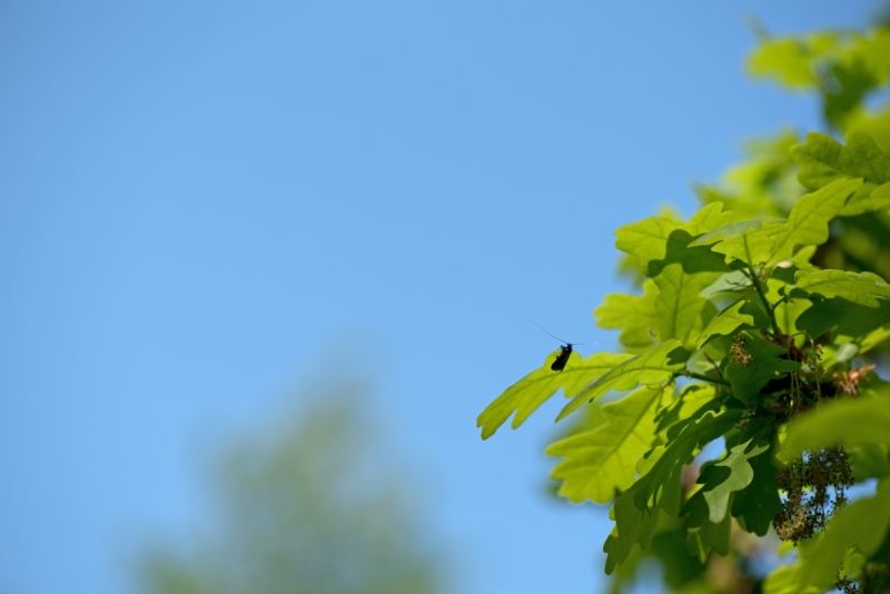 DSC 1251 ElyzeeseVeldenNijmegen0050 22apr2018 gew01a06