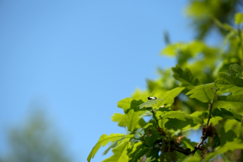 DSC 1252 ElyzeeseVeldenNijmegen0051 22apr2018 gew01a07