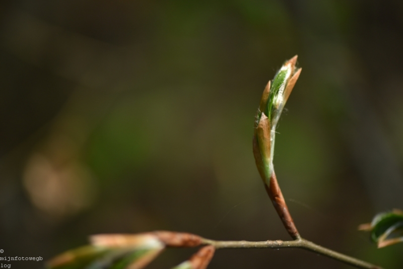 DSC 1255 ElyzeeseVelden Nijmegen 010
