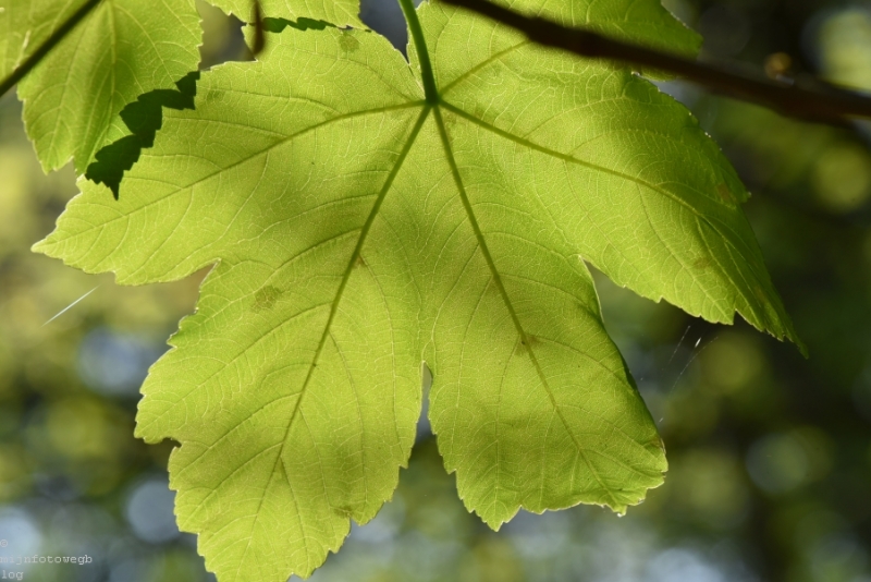 DSC 1260 ElyzeeseVelden Nijmegen 011
