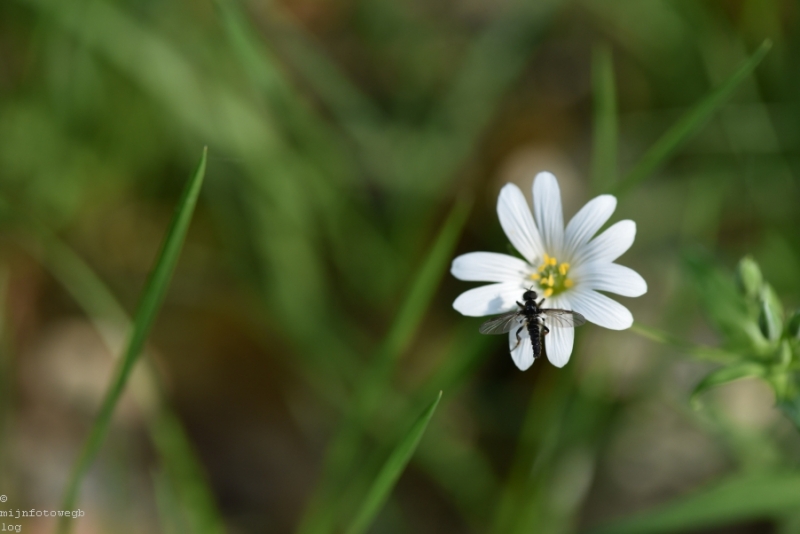DSC 1269 ElyzeeseVelden Nijmegen 013