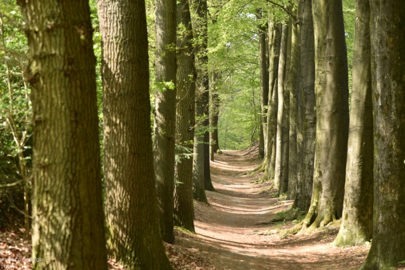 DSC 1270 ElyzeeseVelden Nijmegen 014
