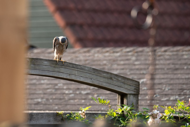 DSC 5178 gew03L01 uitsnede02 a01