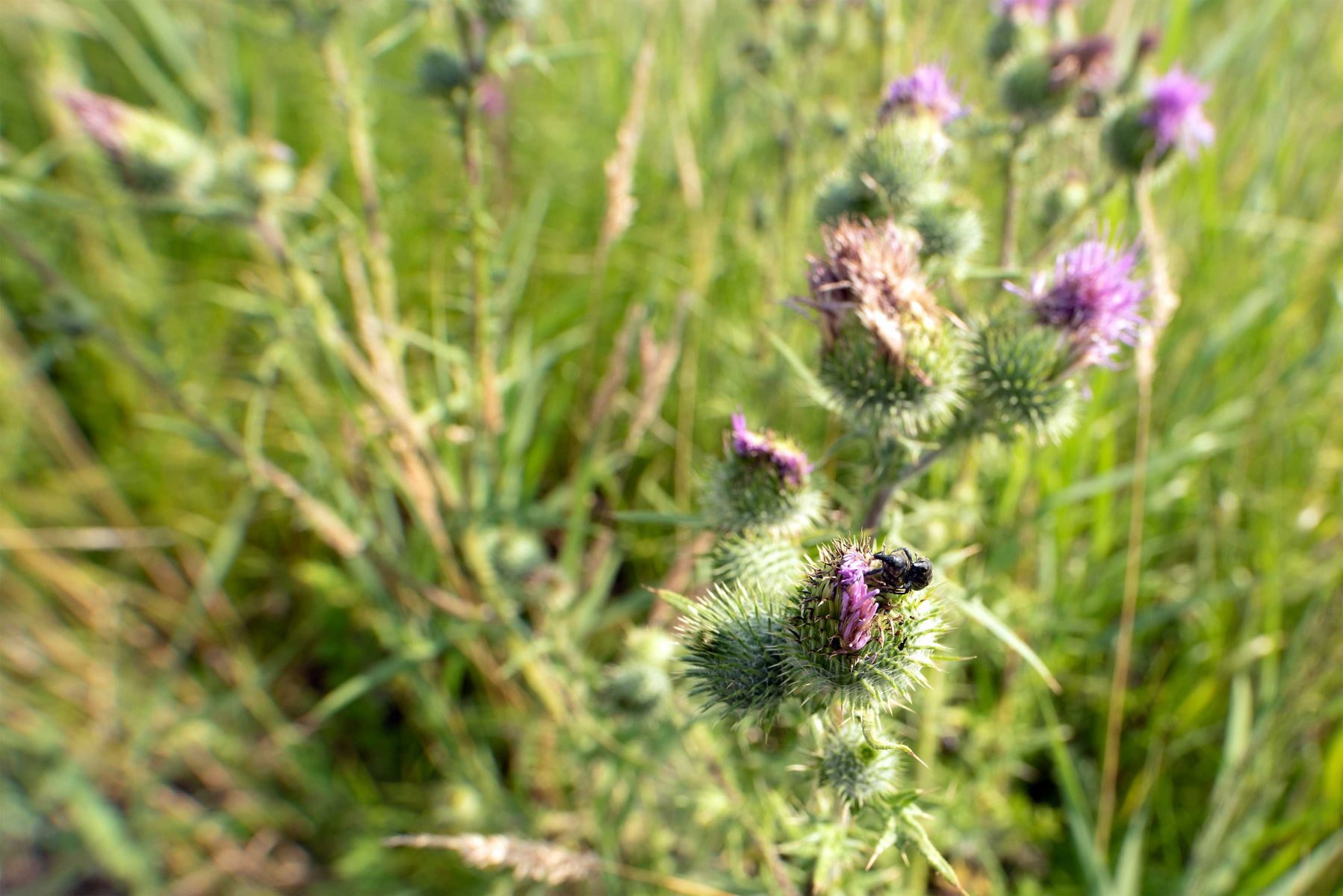 DSC 7089 gew01L04a crop