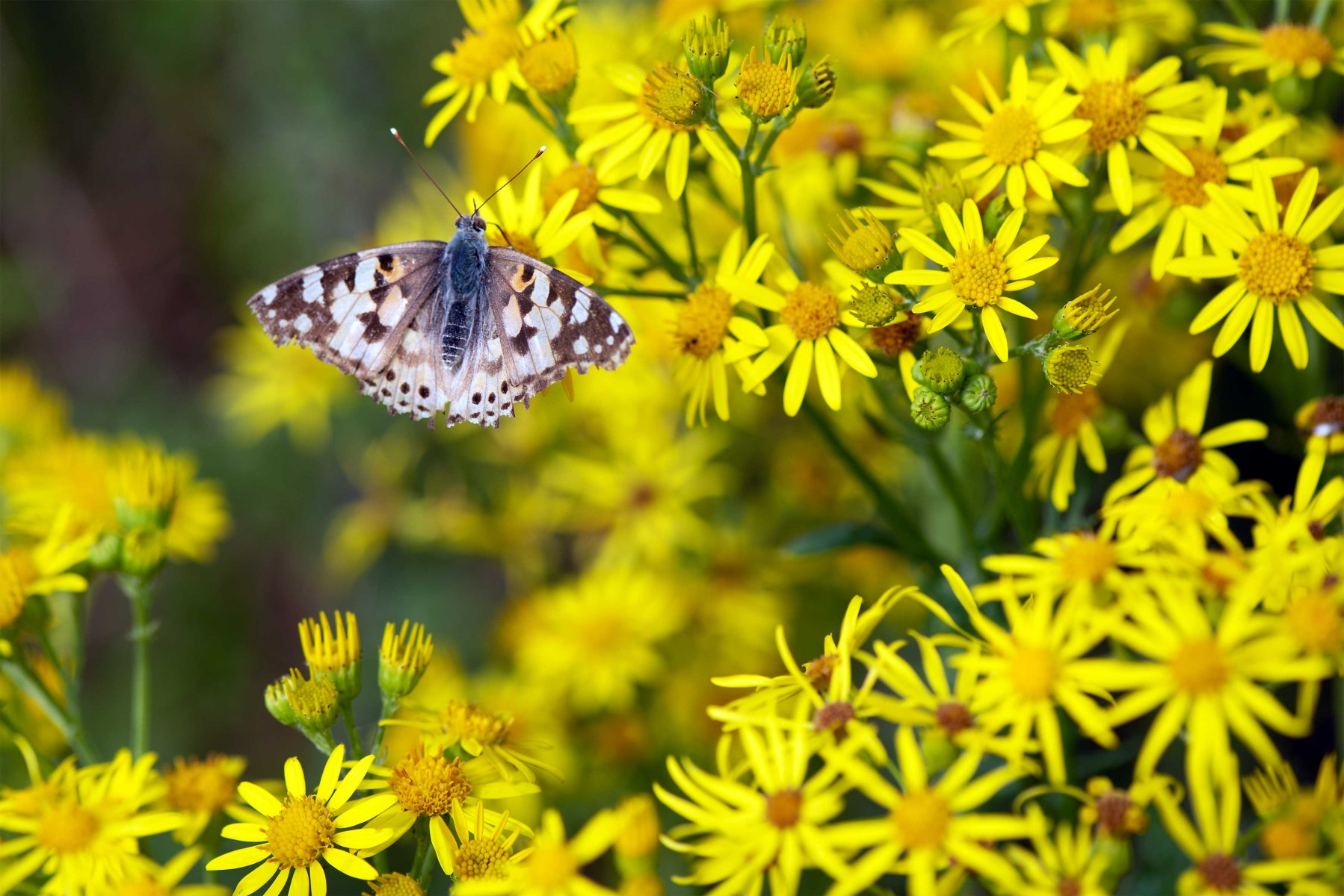 DSC 7099 gew01L04a crop