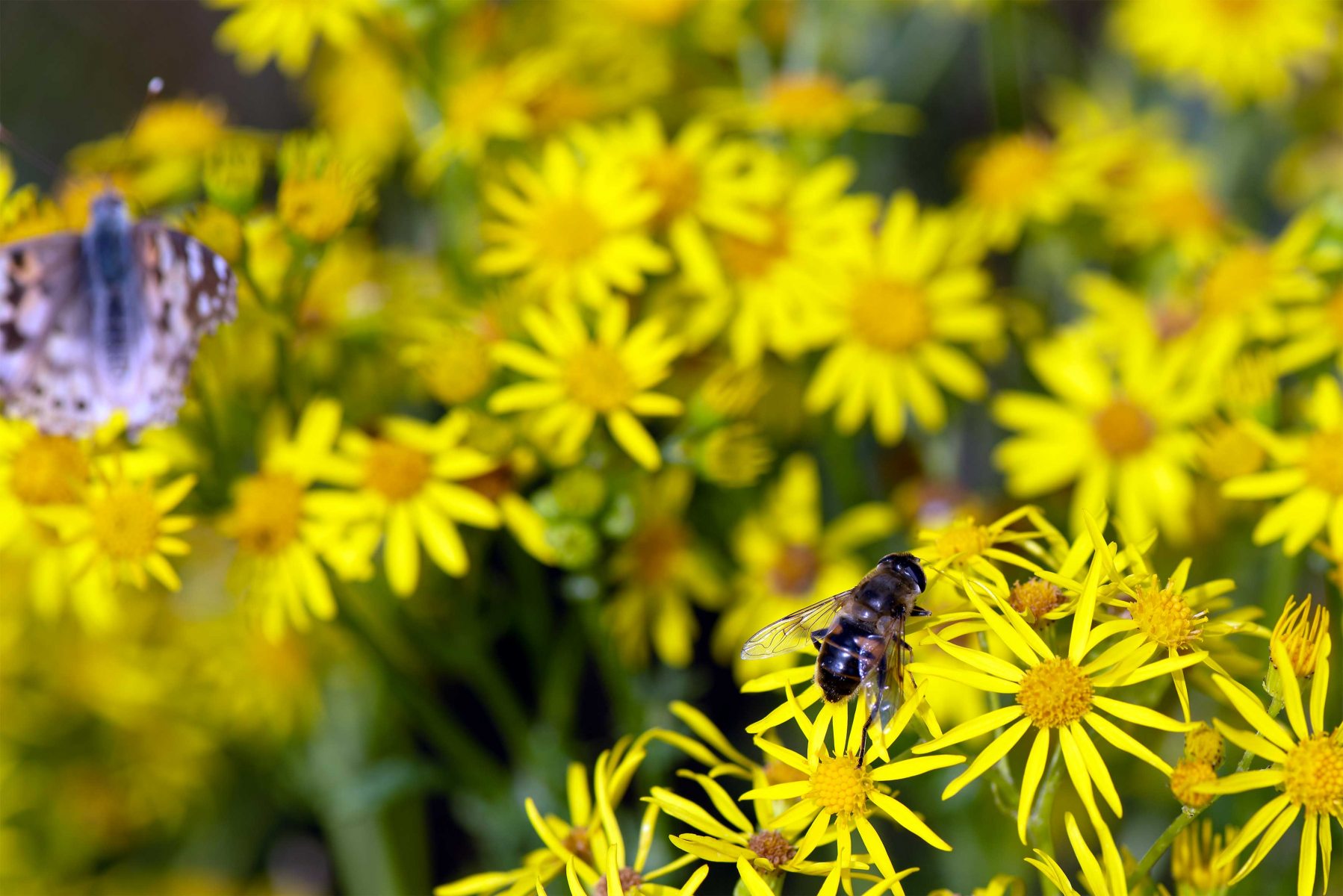 DSC 7102 gew01L02a crop