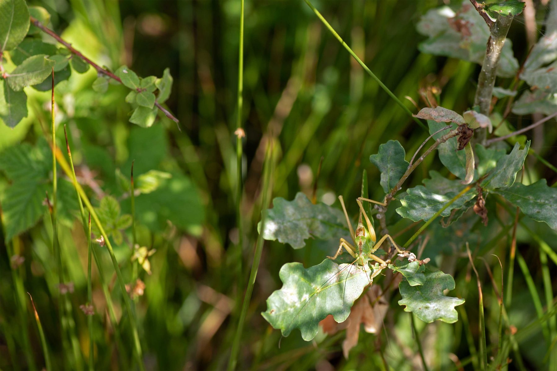 DSC 7148 gew01L02a crop