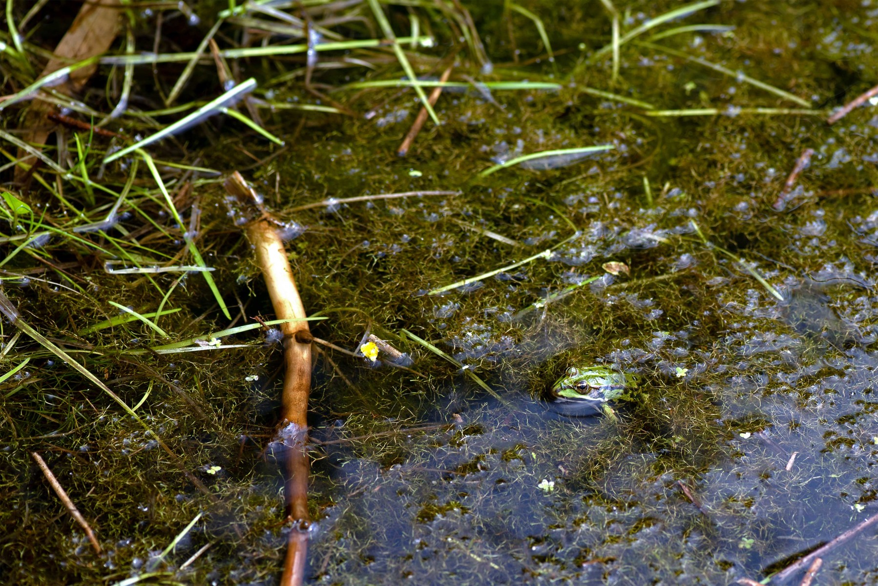 DSC 7170 gew01L02a crop