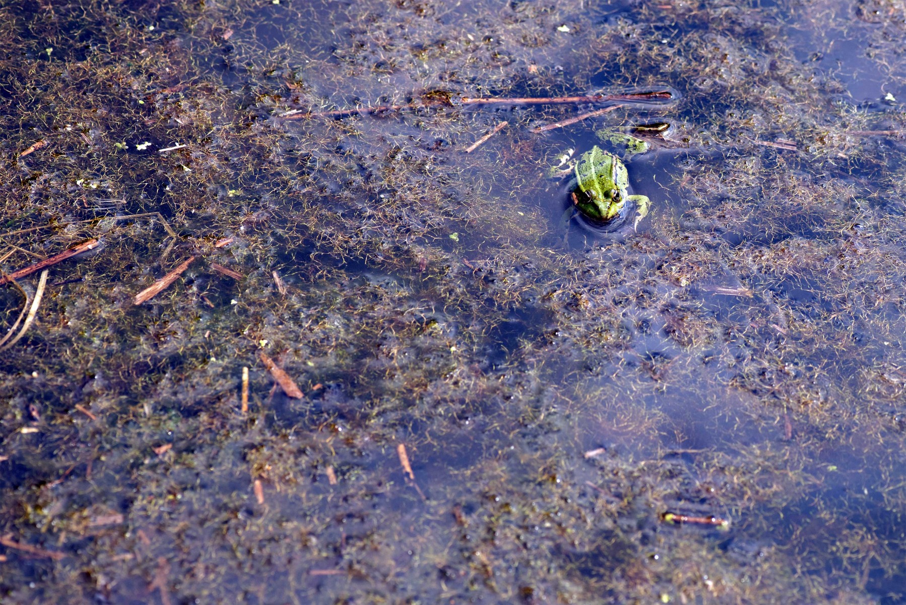 DSC 7178 gew01L02a crop