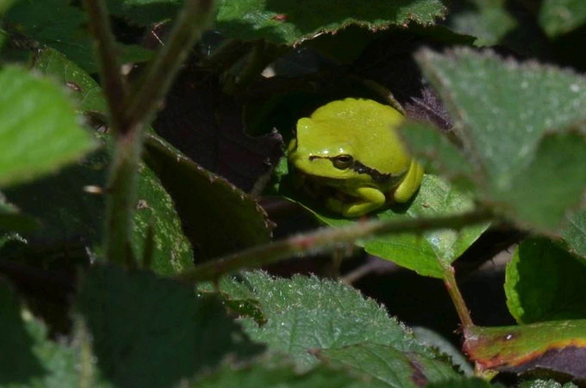 DSC 5364 kopi C3 ABren 2