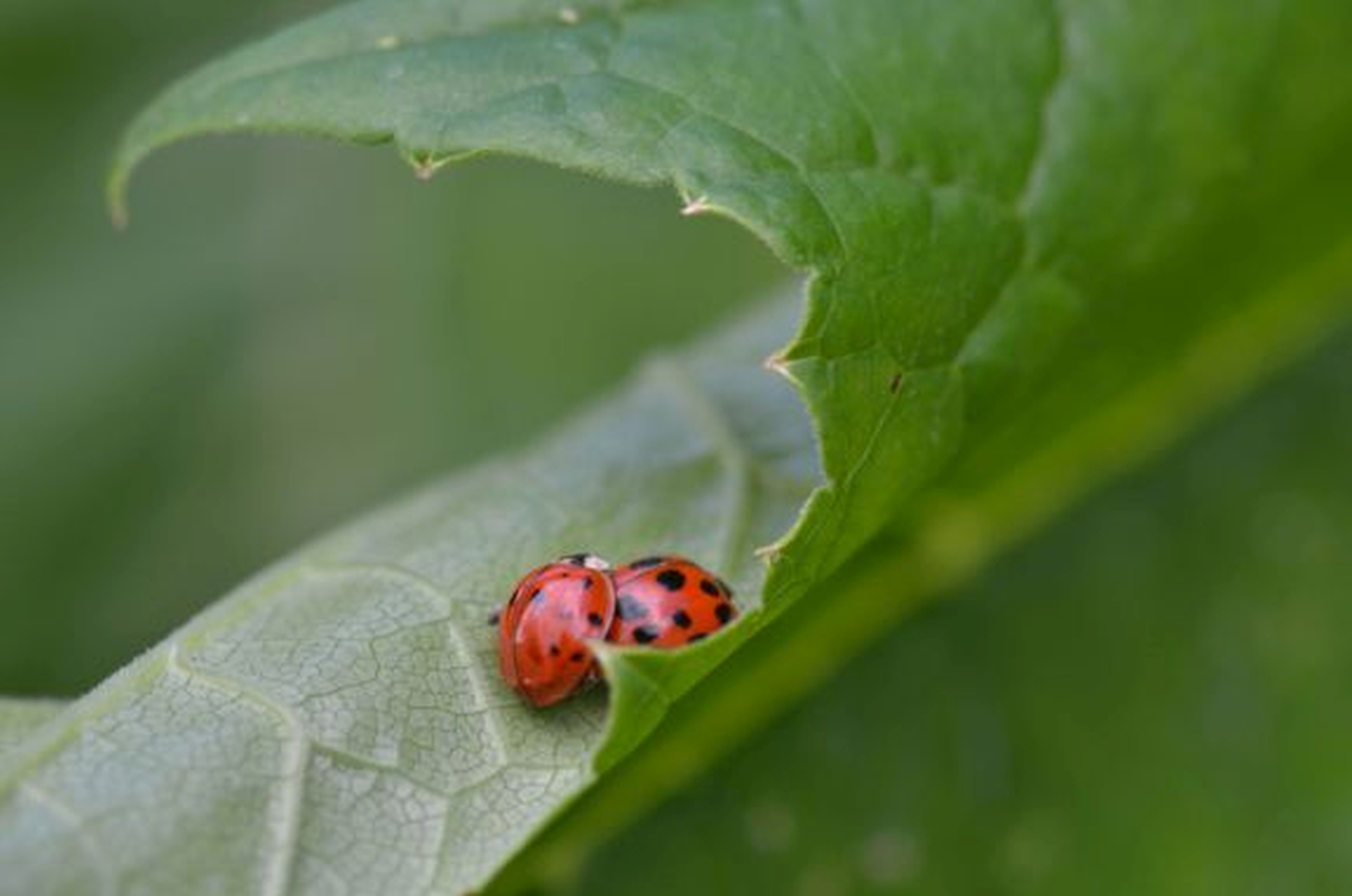 DSC 5393 kopi C3 ABren 2