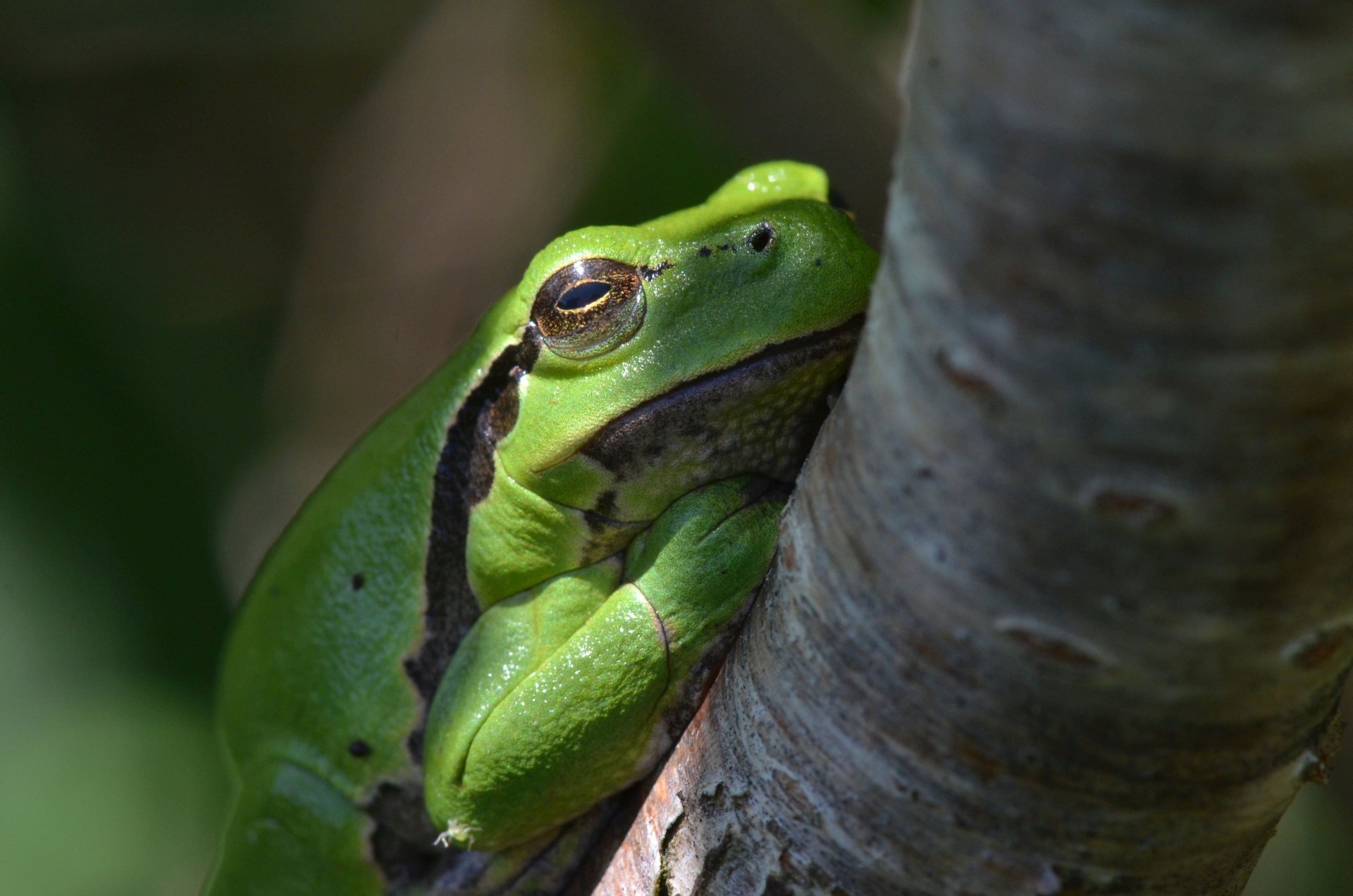 DSC 5475 kopi C3 ABren