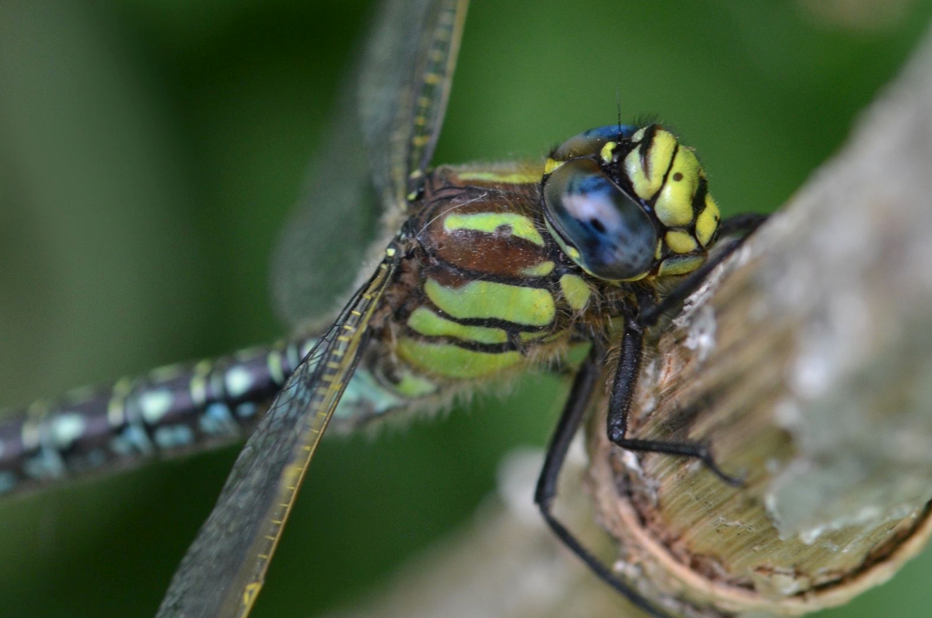 DSC 5592 kopi C3 ABren