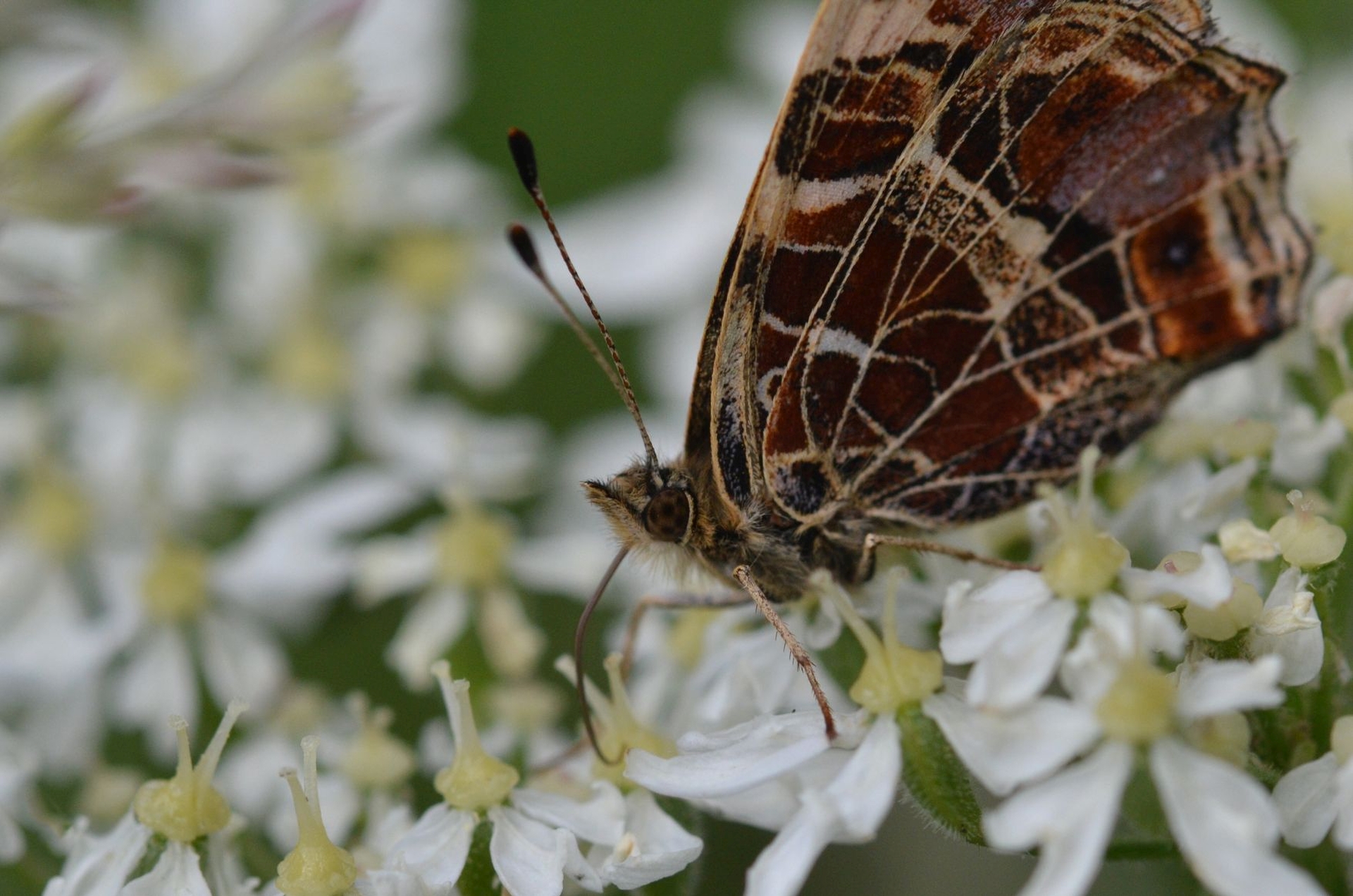 DSC 5600 kopi C3 ABren