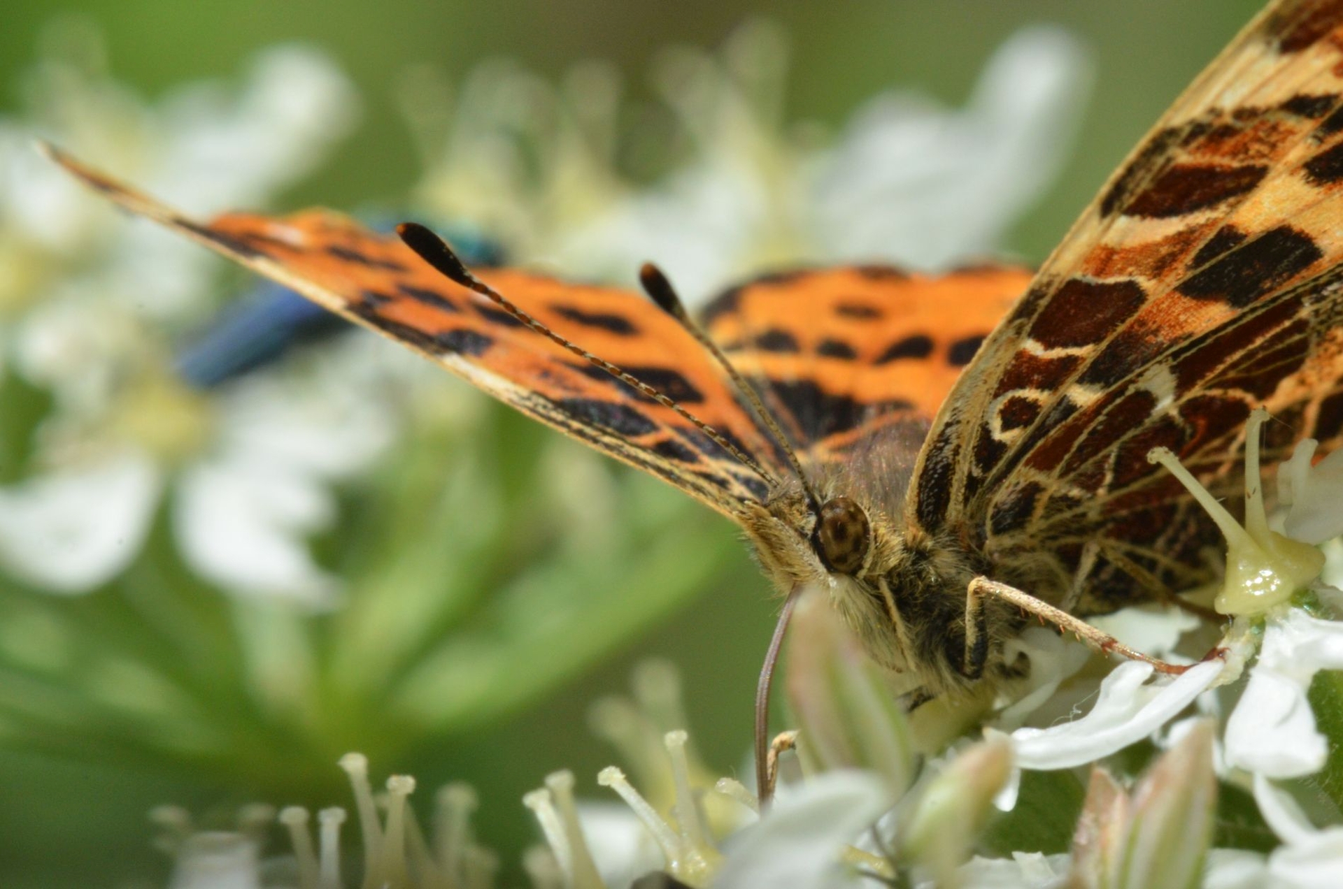 DSC 5617 kopi C3 ABren