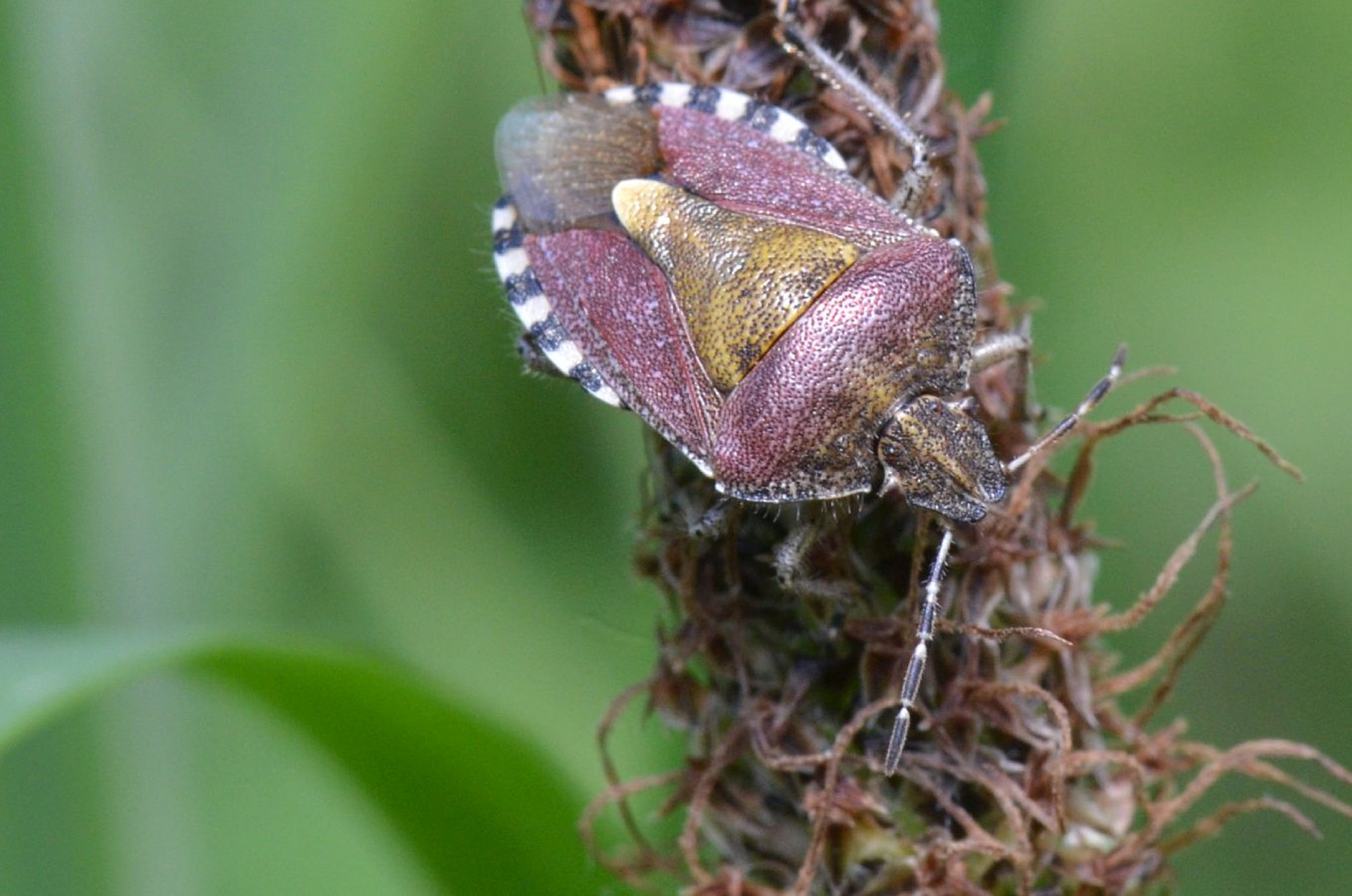 DSC 5625 kopi C3 ABren