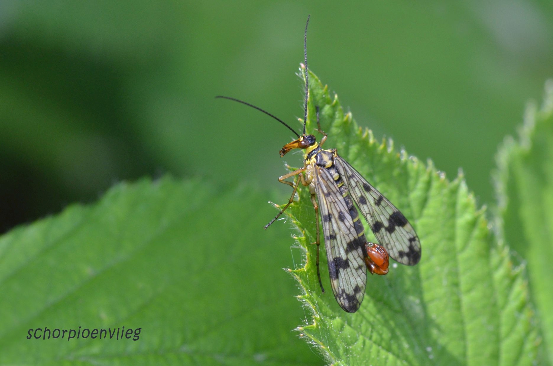 DSC 5635 kopi C3 ABren 2