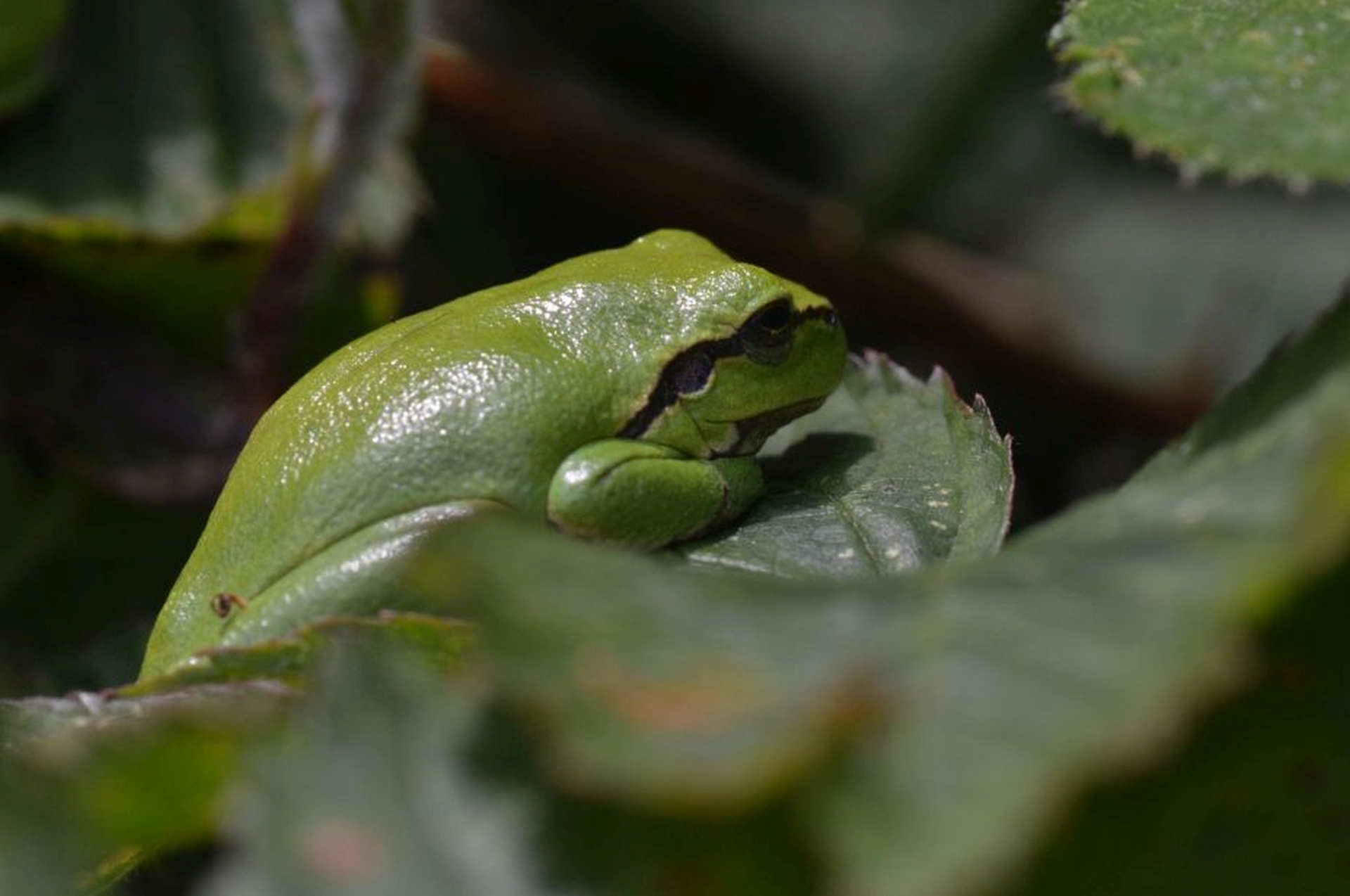 DSC 5658 kopi C3 ABren