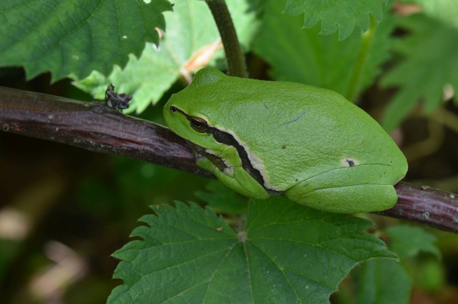 DSC 5669 kopi C3 ABren