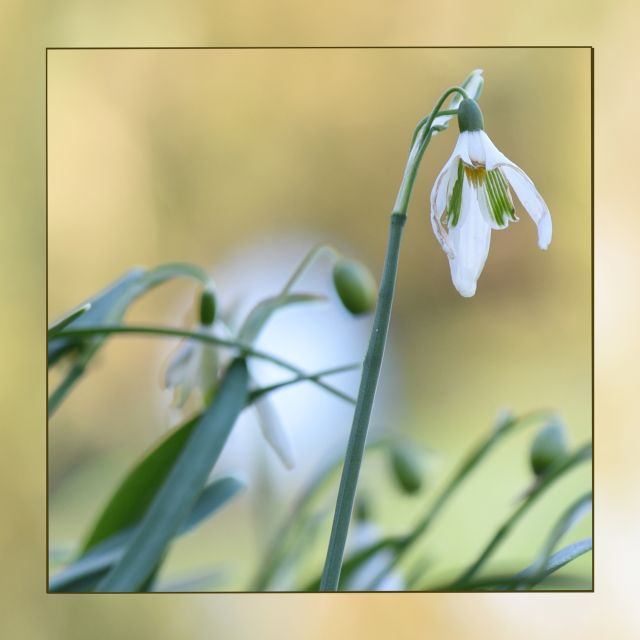 DSC 6074 kopi C3 ABren 7