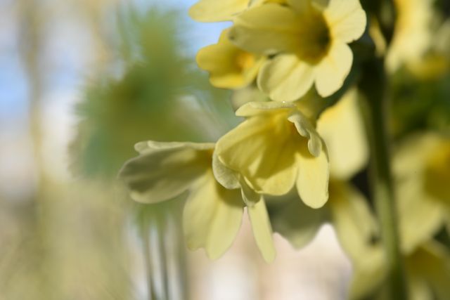 DSC 6097 kopi C3 ABren