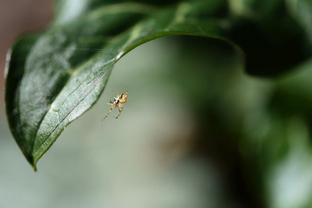 DSC 6179 kopi C3 ABren