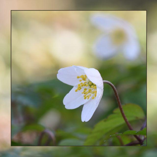 DSC 6209 kopi C3 ABren 3