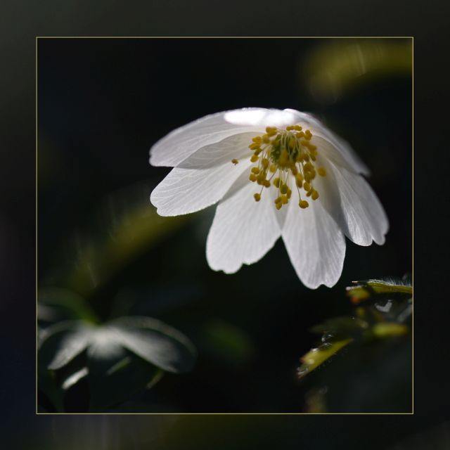 DSC 6212 kopi C3 ABren 3