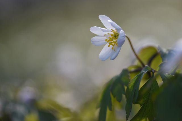 DSC 6215 kopi C3 ABren