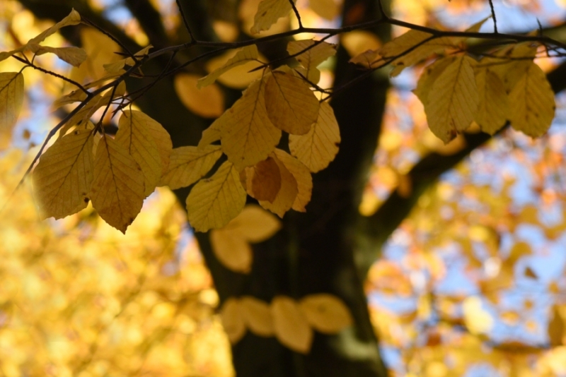 DSC 8467 kopi C3 ABren 2