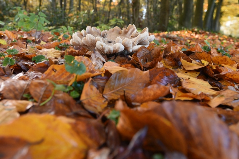 DSC 8469 kopi C3 ABren