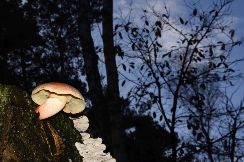 DSC 8566 kopi C3 ABren