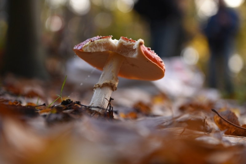 DSC 8570 kopi C3 ABren