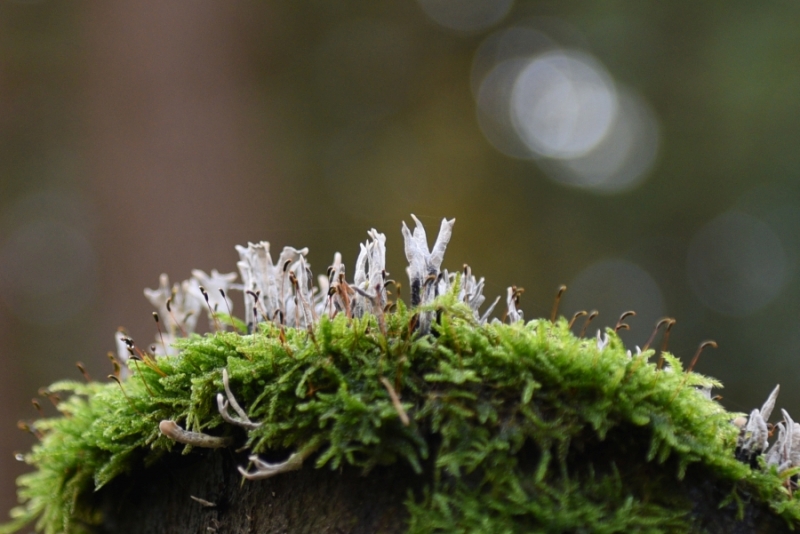 DSC 8616 kopi C3 ABren