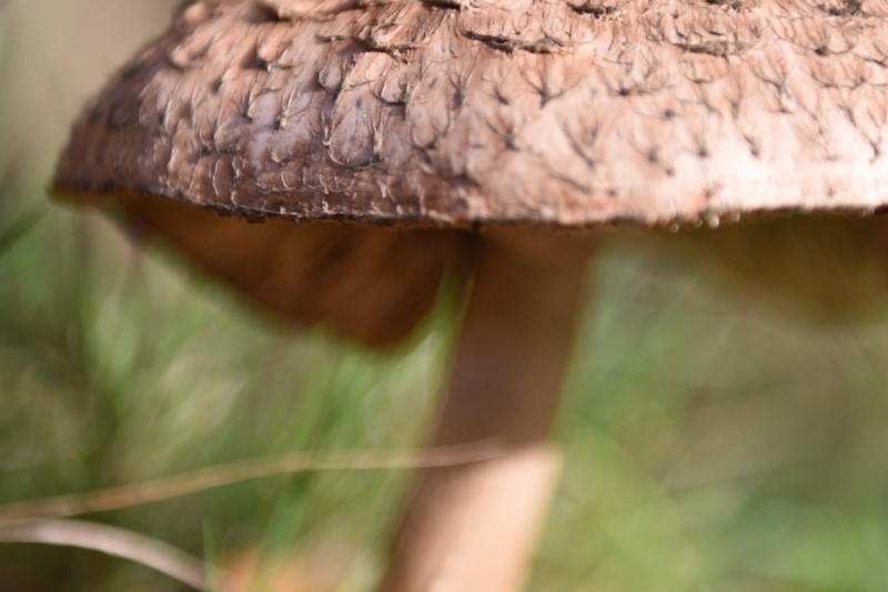 DSC 8745 kopi C3 ABren