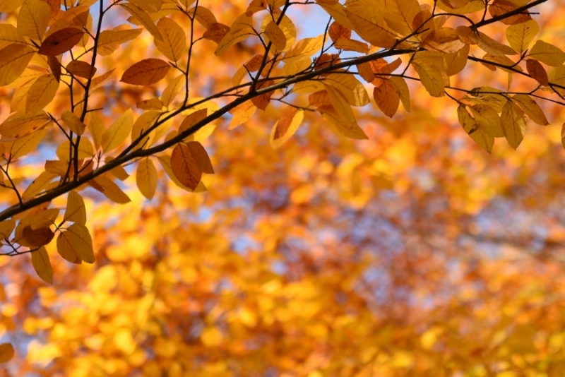 DSC 8746 kopi C3 ABren