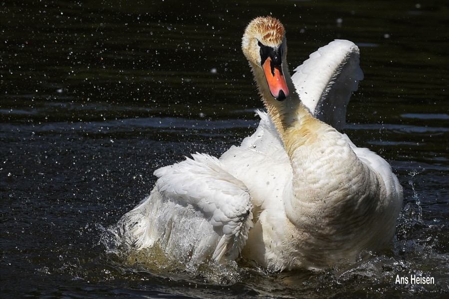 Foto afdrukken Ans Heisen A Custom