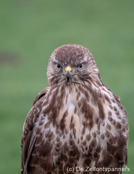 20190110 vogels 1100051