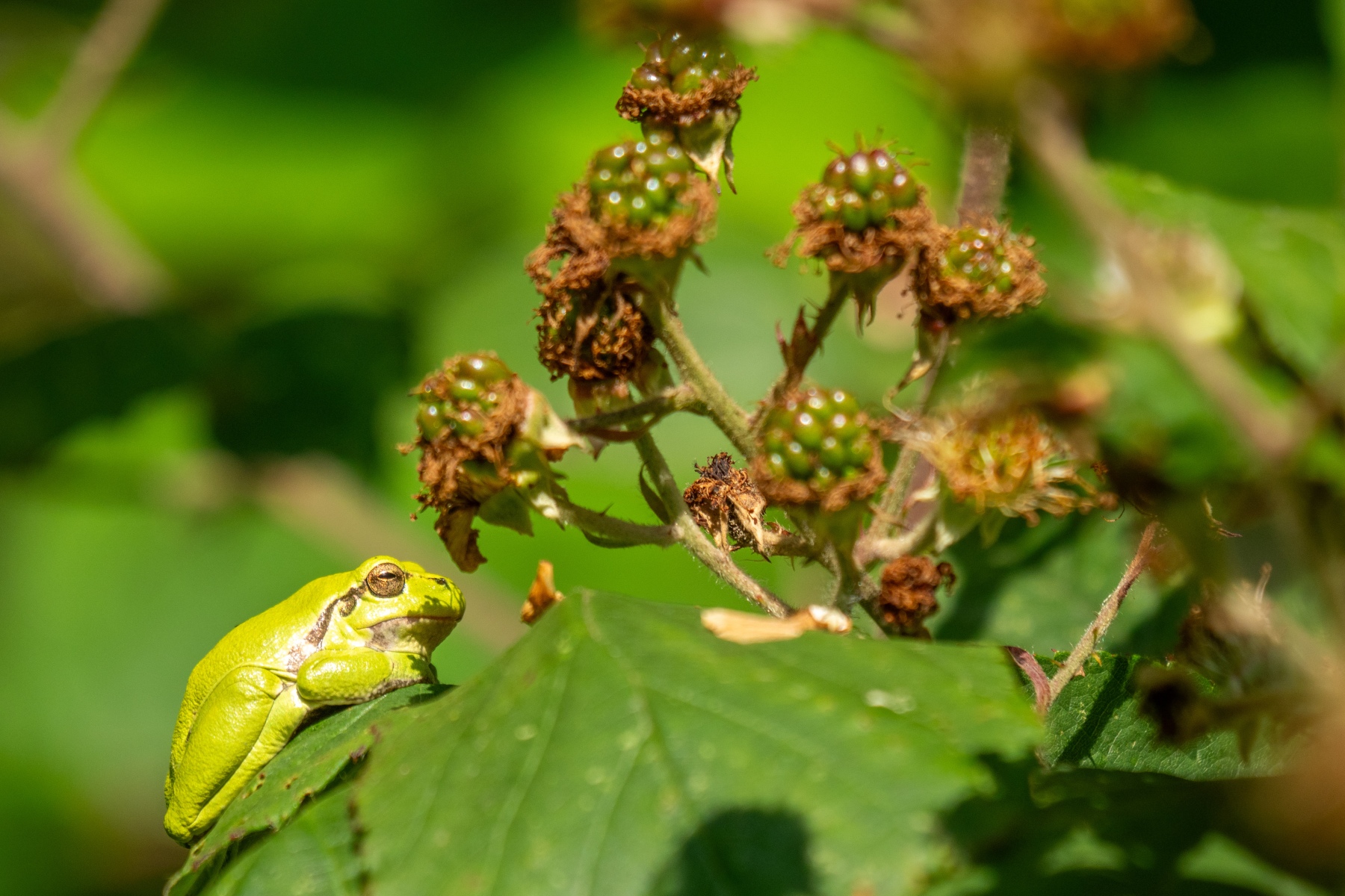 4FACF370 5C0C 463B AFB7 ED8936C2AD94