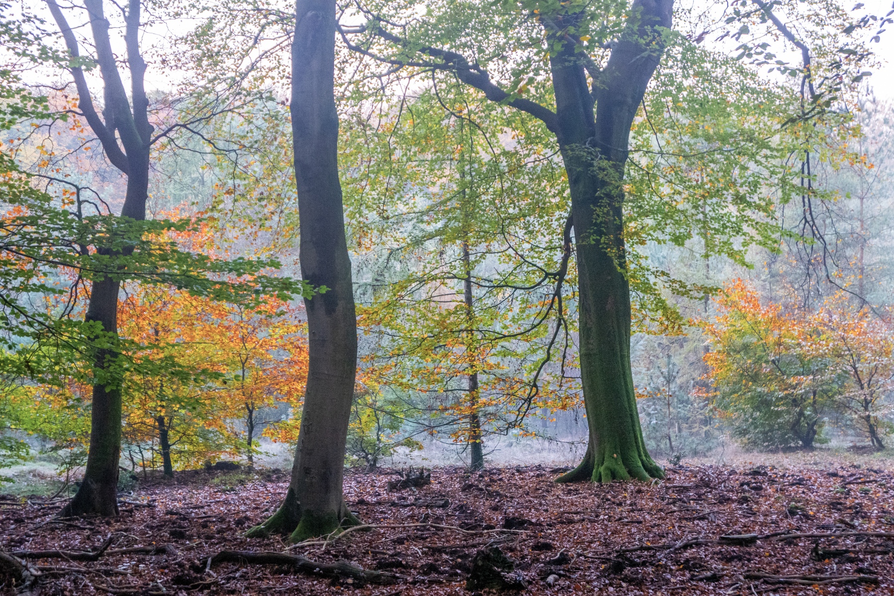 50962D90 ED25 412D ABE1 D863330A7C37