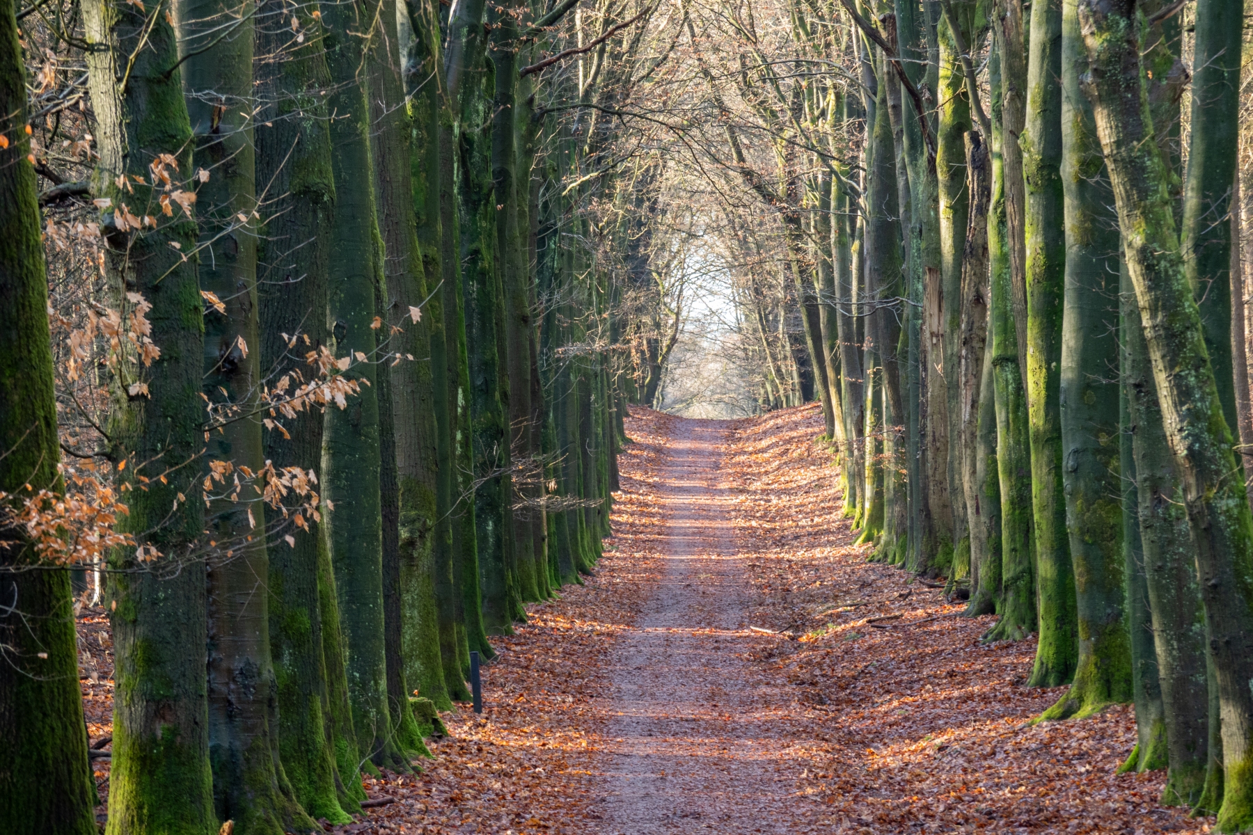 5AD4F462 CCB3 4A78 AF6A A8E8871B81A2