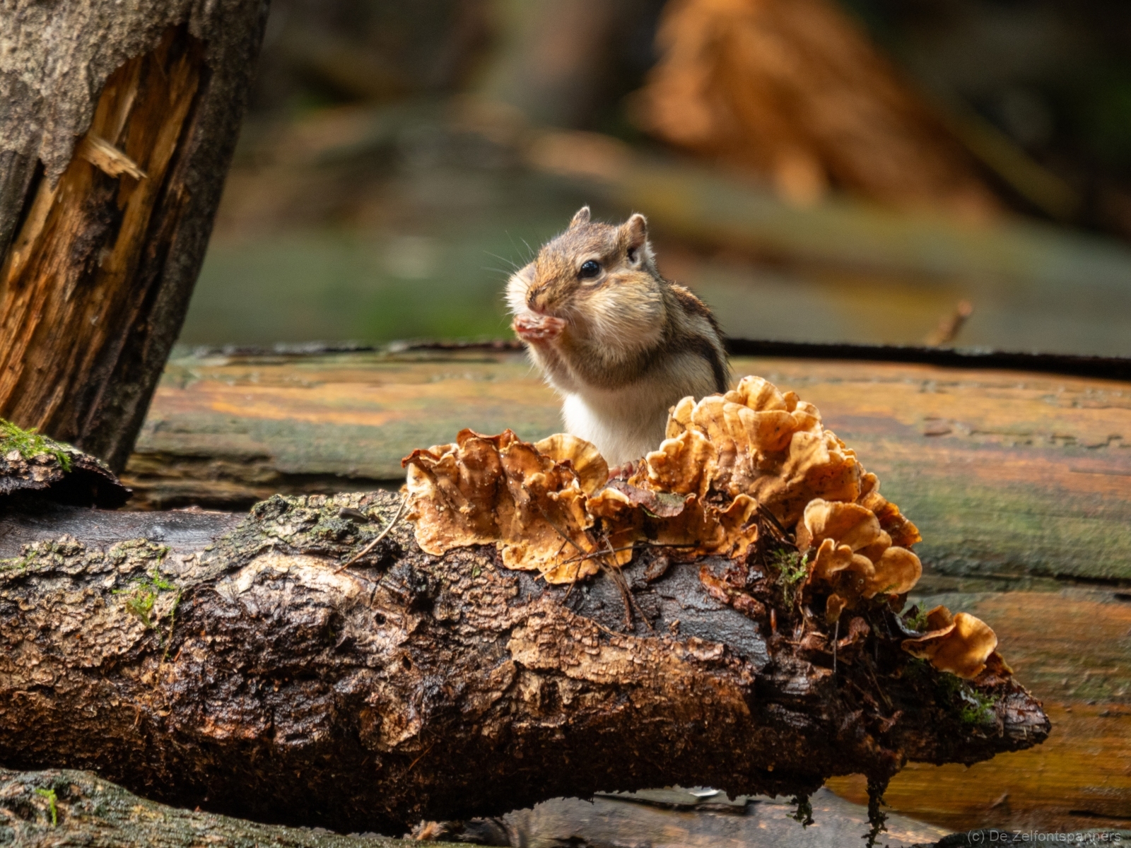 7EBDCC91 3CFA 4BFF 9195 28FAA3D70CF4