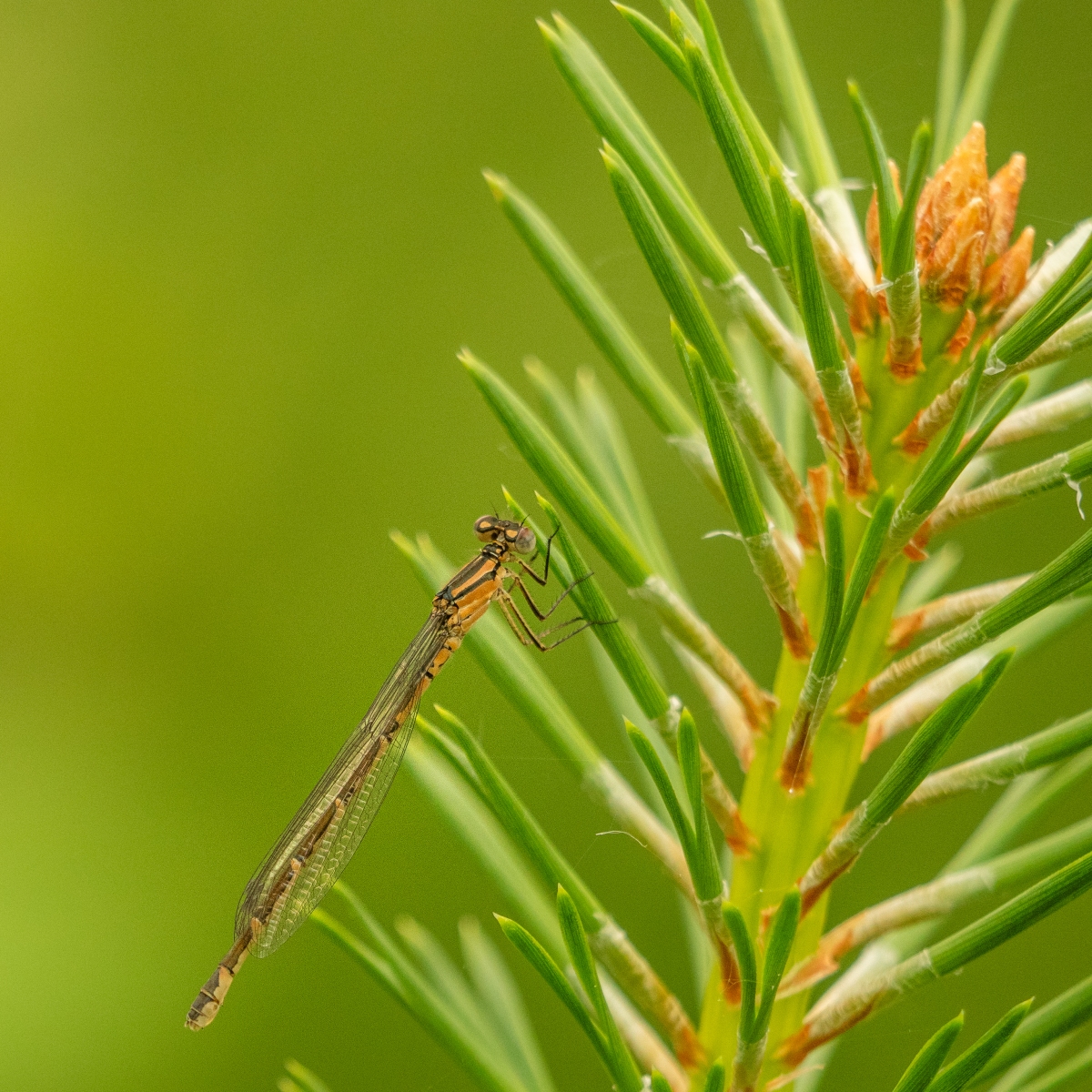 990BA255 7365 43C7 B35C 7F844A0B5EDF