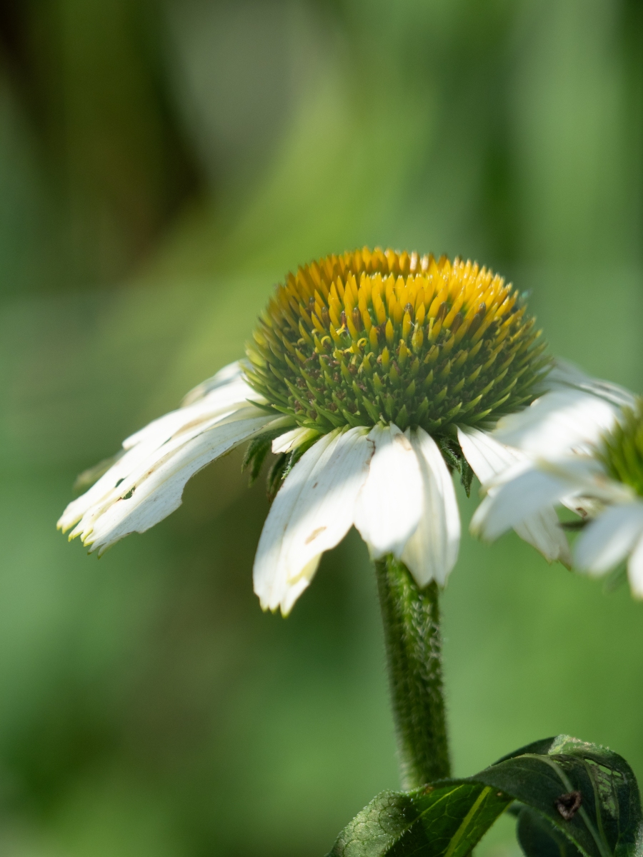 A16F3177 0DBC 4D1F B815 79648CFE949A