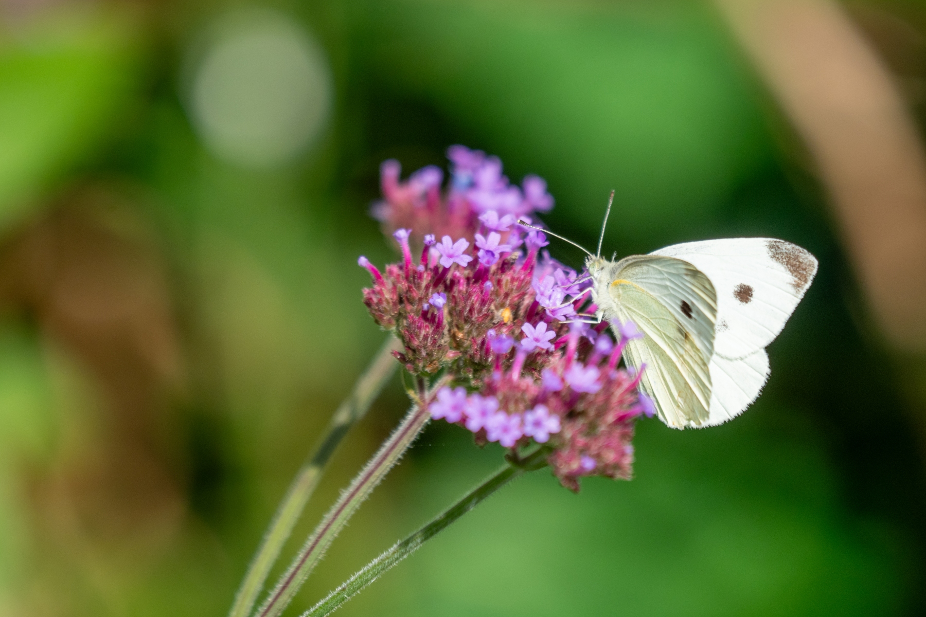 A68A02E6 DA1D 4C7D 9514 396A0F027425