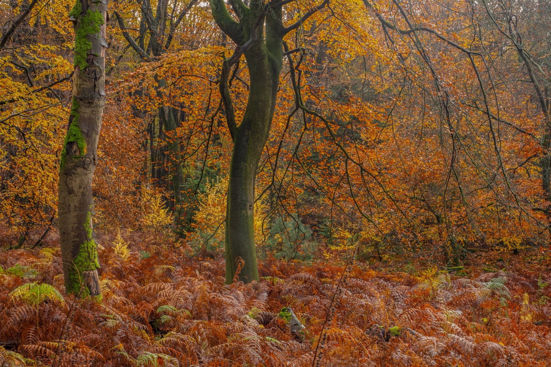 DE67C7A8 7F93 47D6 8065 5E05E119F327